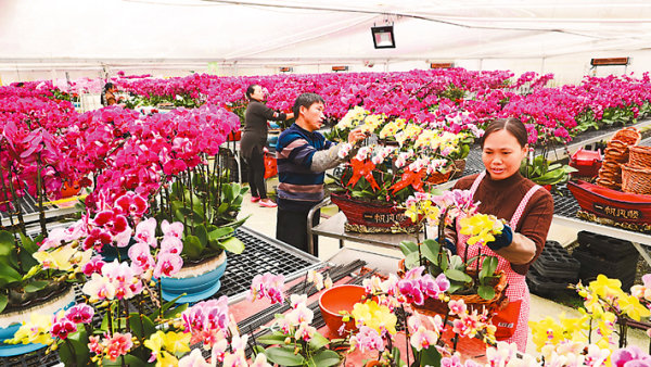 鲜花铺出小康路