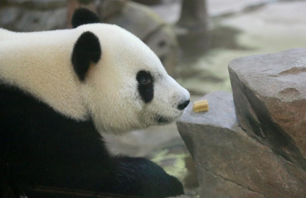 江苏扬州：动物吃“月饼”迎中秋