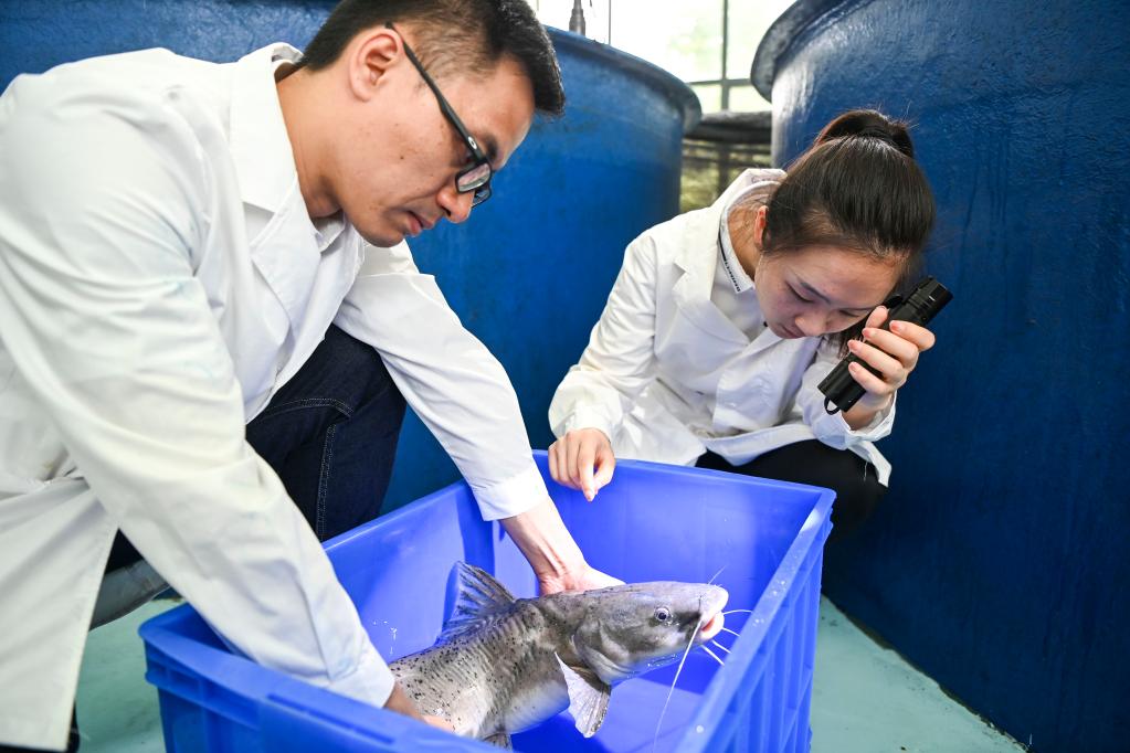 广西大藤峡水利枢纽科研团队助力保护珠江流域水生生物多样性