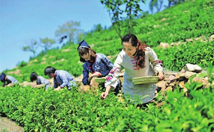 山东临沂：坚持“五个连片” 振兴“沂蒙乡村”