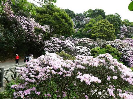 深圳梧桐山毛棉杜鹃花盛开