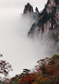 雨后黄山 青松争奇烟云万象