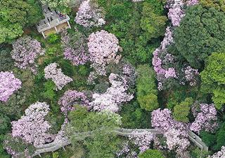 深圳梧桐山毛棉杜鹃花盛开