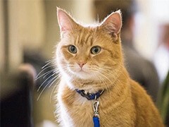 苏州伯曼猫领养 伯曼猫领养 苏州宠物爱的选择