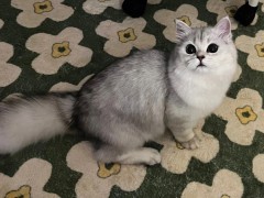 低价出售英国短毛猫英短蓝猫