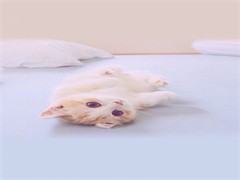 苏州伯曼猫领养 领养苏州伯曼猫 体验宠物情