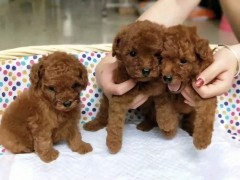 哈尔滨五常精品犬舍 直销世界各类名犬 宠物幼犬