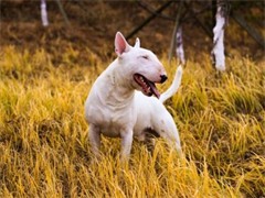 阿富汗猎犬多少钱 哪里有卖阿富汗的