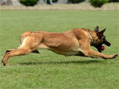 哪里出售马犬 纯种马犬多少钱