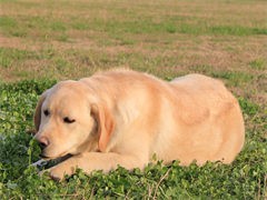 哈尔滨松北出售拉布拉多犬性格温顺 拉布拉多犬基地