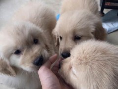 渭南正规犬舍直销 出售宠物幼犬 品种齐全 价格优惠透明