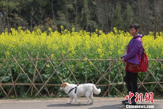 多个城市出台养犬新政 纵犬、虐犬都将面临重罚！