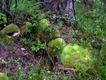 Large White-moss (Leucobryum glaucum) photo