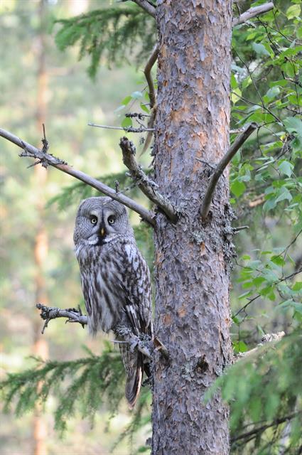 Great Grey Owl, Great Gray Owl (Strix nebulosa) photo