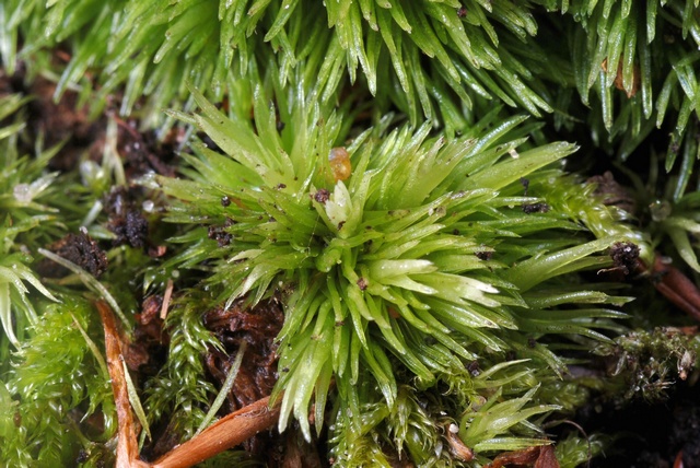 Large White-moss (Leucobryum glaucum) photo