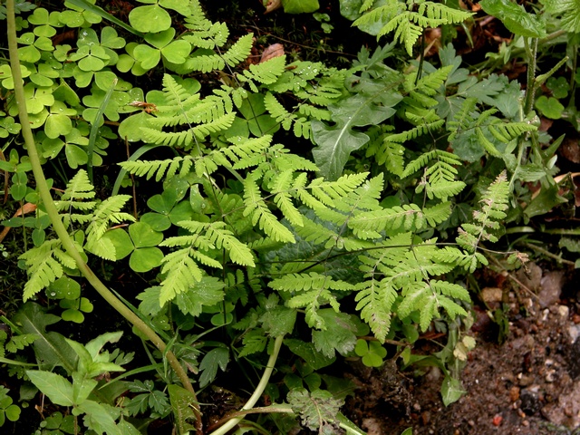 Oak Fern (Gymnocarpium dryopteris) photo