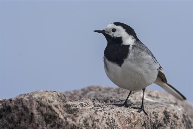 White/Pied Wagtail (Motacilla alba) photo