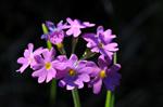 Birdseye Primrose (Primula farinosa)