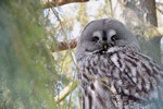 Great Grey Owl, Great Gray Owl (Strix nebulosa) Photo 68288