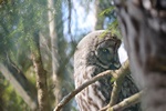 Great Grey Owl, Great Gray Owl (Strix nebulosa) Photo 68289