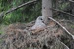 Great Grey Owl, Great Gray Owl (Strix nebulosa) Photo 94555