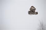 Great Grey Owl, Great Gray Owl (Strix nebulosa) Photo 101643