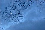 starling (Sturnus vulgaris)