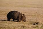 Common Wombat (Vombatus ursinus)