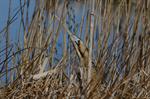 Great Bittern (Botaurus stellaris)