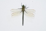 Hairy Dragonfly (Brachytron pratense)