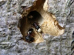 Camponotus herculeanus Photo 37769