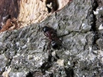 Camponotus herculeanus Photo 37766