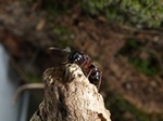 Camponotus herculeanus Photo 39681