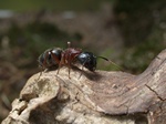 Camponotus herculeanus Photo 39682