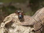 Camponotus herculeanus Photo 39683