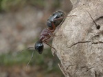 Camponotus herculeanus Photo 39687