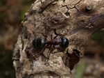 Camponotus herculeanus Photo 39690