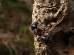 Camponotus herculeanus Photo 39691