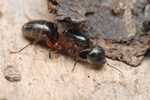 Camponotus herculeanus Photo 51811