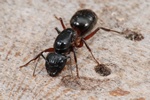 Camponotus herculeanus Photo 51815