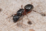 Camponotus herculeanus Photo 51816