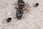 Camponotus herculeanus Photo 51819