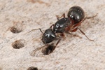 Camponotus herculeanus Photo 51820