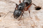 Camponotus herculeanus Photo 51823