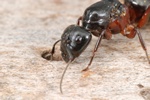 Camponotus herculeanus Photo 51825