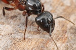 Camponotus herculeanus Photo 51826