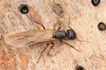 Camponotus herculeanus Photo 86546