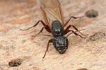 Camponotus herculeanus Photo 86547