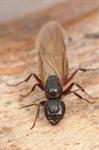 Camponotus herculeanus Photo 86548