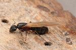 Camponotus herculeanus Photo 86550